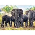 Trefl Puzzle Trefl Afrykańskie słonie 1000 el. (10442)