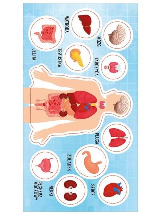 Ranok Creative Naklejka (nalepka) Ranok Creative anatomia człowieka