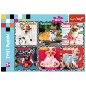 Trefl Puzzle Trefl 200 el. (113279)