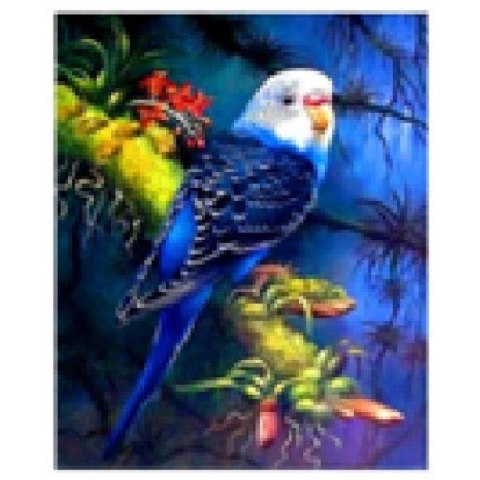 Norimpex Zestaw kreatywny Norimpex malowanie po numerach - papuga falista 40X50cm (NO-1007463)