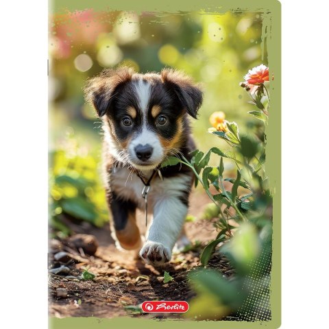 Herlitz Zeszyt Animals A5 16k. 70g gładki Herlitz (400196854)