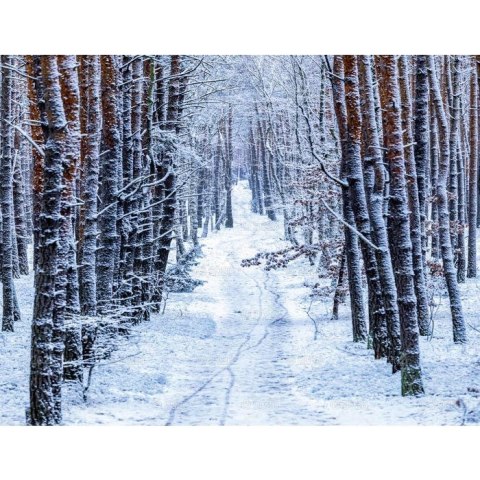 Lucrum Kalendarz ścienny 13-planszowe 320mm x 470mm Lucrum (RW04)