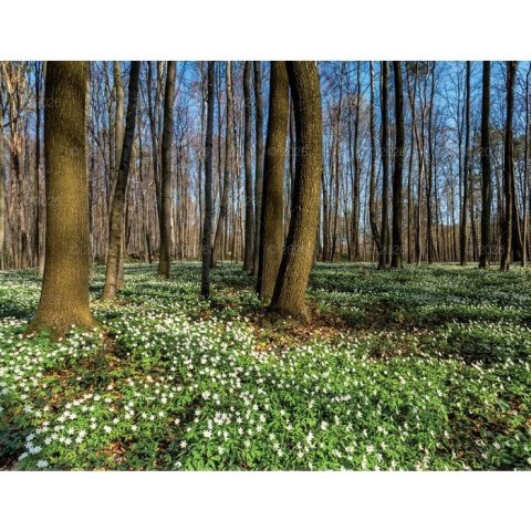 Lucrum Kalendarz ścienny 13-planszowe 320mm x 470mm Lucrum (RW04)