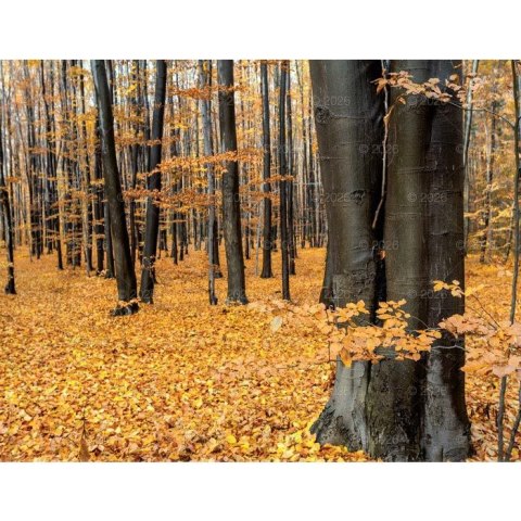 Lucrum Kalendarz ścienny 13-planszowe 320mm x 470mm Lucrum (RW04)