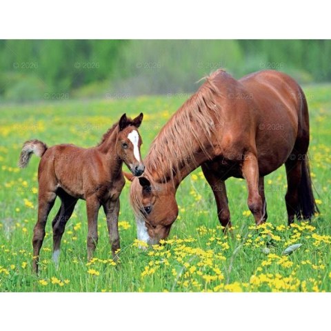 Lucrum Kalendarz ścienny 13-planszowe 320mm x 470mm Lucrum (RW14)