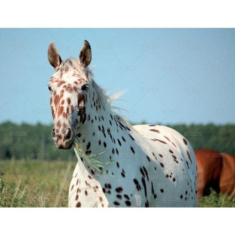 Lucrum Kalendarz ścienny 13-planszowe 320mm x 470mm Lucrum (RW14)