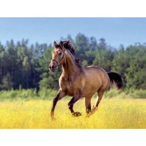 Lucrum Kalendarz ścienny 13-planszowe 320mm x 470mm Lucrum (RW14)