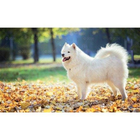 Lucrum Kalendarz ścienny trójdzielny x 320mm Lucrum (KT14)