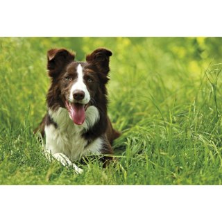 Michalczyk i Prokop Kalendarz ścienny trójdzielny 855mm x 315mm Michalczyk i Prokop (T-105T-09)