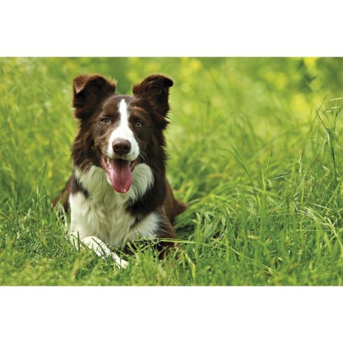 Michalczyk i Prokop Kalendarz ścienny trójdzielny 855mm x 315mm Michalczyk i Prokop (T-105T-09)