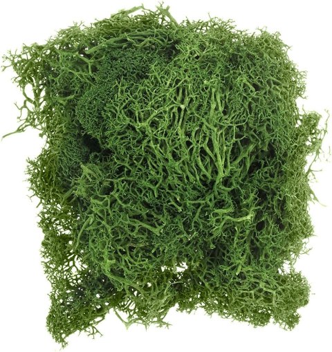 Titanum Dekoracja Craft-Fun Series dekoracja florystyczna mech chrobotek Titanum (2324045 DG)