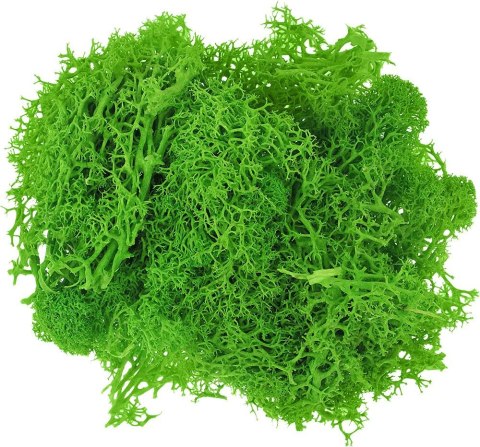 Titanum Dekoracja Craft-Fun Series dekoracja florystyczna mech chrobotek Titanum (2324045 LG)