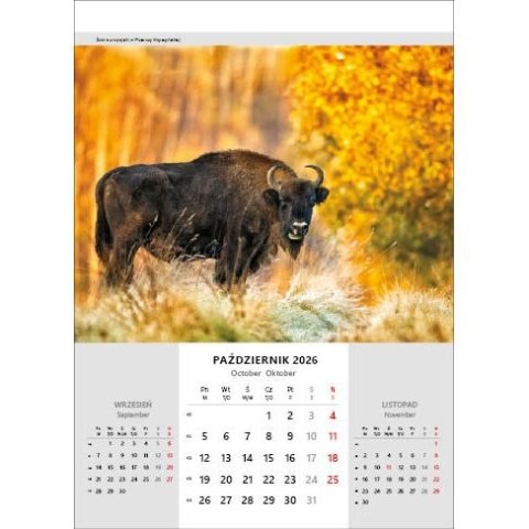Jotan Kalendarz ścienny NIESAMOWITA POLSKA wieloplanszowy 330mm x 500mm Jotan (WP116)