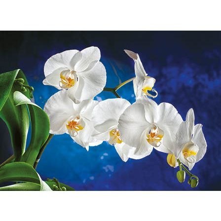 Jotan Kalendarz ścienny Orchidea TRÓJDZIELNY Jotan (T45)