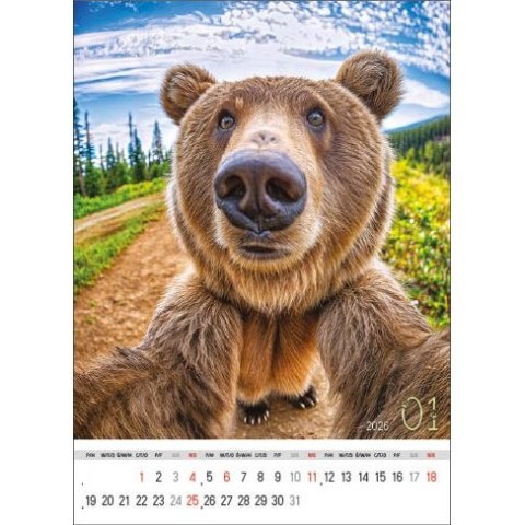 Jotan Kalendarz ścienny SELFIE 13-KARTKOWY A3+ Jotan (WP135)