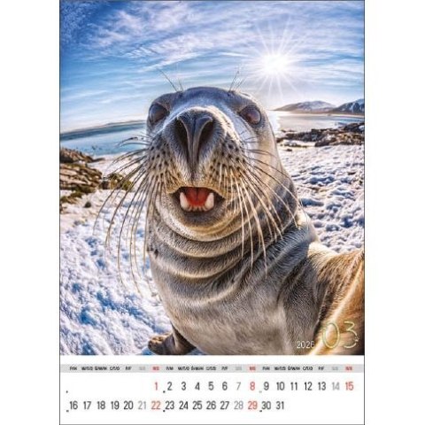 Jotan Kalendarz ścienny SELFIE 13-KARTKOWY A3+ Jotan (WP135)