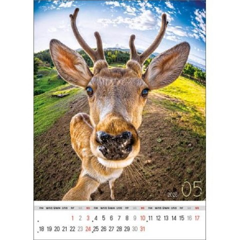 Jotan Kalendarz ścienny SELFIE 13-KARTKOWY A3+ Jotan (WP135)