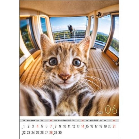 Jotan Kalendarz ścienny SELFIE 13-KARTKOWY A3+ Jotan (WP135)