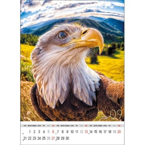 Jotan Kalendarz ścienny SELFIE 13-KARTKOWY A3+ Jotan (WP135)