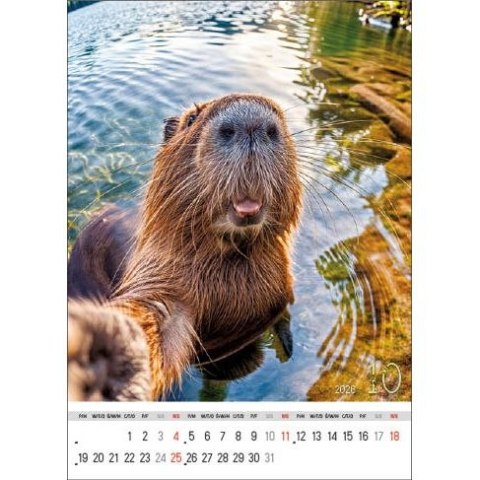 Jotan Kalendarz ścienny SELFIE 13-KARTKOWY A3+ Jotan (WP135)