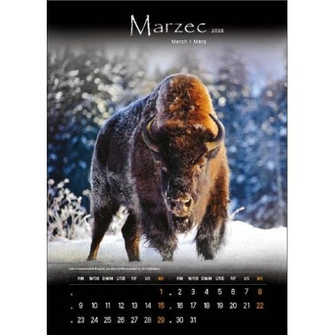 Jotan Kalendarz ścienny TAJEMNICZE BIESZCZADY WIELOPLANSZOWY 330mm x 500mm Jotan (WP127)