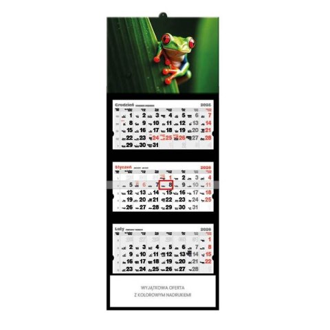 Jotan Kalendarz ścienny żABKA trójdzielny 320mm x 855mm Jotan (T63)