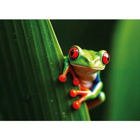 Jotan Kalendarz ścienny żABKA trójdzielny 320mm x 855mm Jotan (T63)