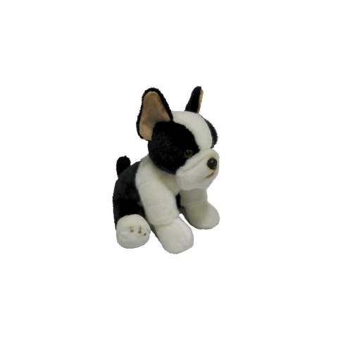 Anek Pluszak pies Boston terrier [mm:] 300 Anek (844404BS)