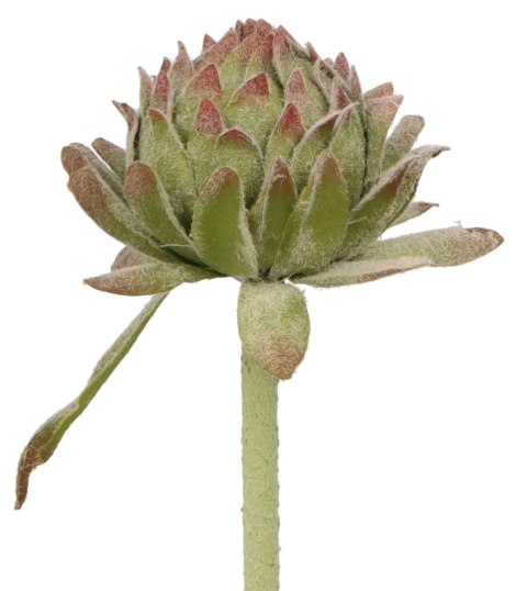 Home And Garden Kwiaty karczoch 60cm Home And Garden (8219)