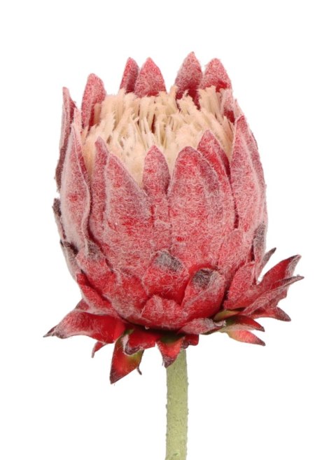 Home And Garden Kwiaty karczoch 65cm Home And Garden (8226)