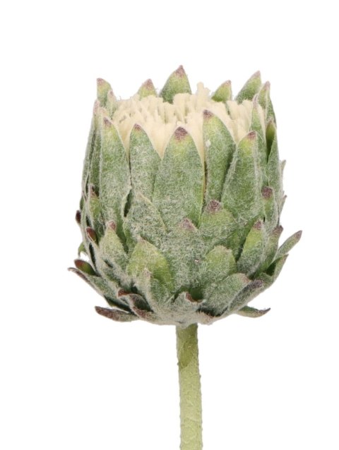 Home And Garden Kwiaty karczoch 65cm Home And Garden (8226)