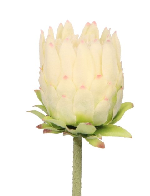 Home And Garden Kwiaty karczoch 65cm Home And Garden (8226)