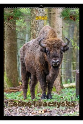 Pan Kalendarzyk Kalendarz ścienny LEŚNE UROCZYSKA A2 Pan Kalendarzyk (A2 V.5)
