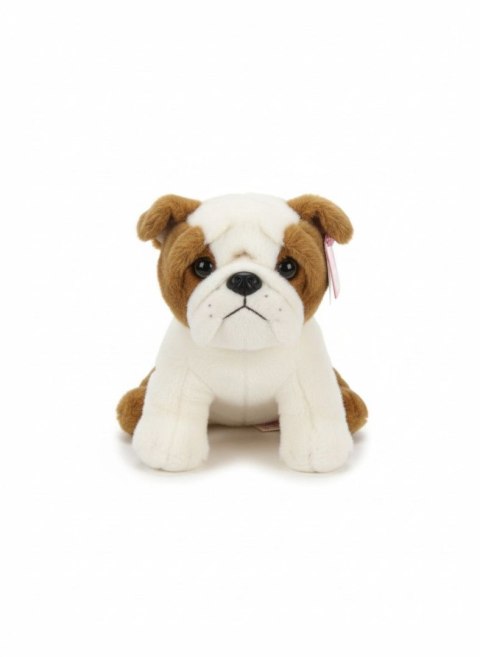Anek Pluszak pies Buldog [mm:] 300 Anek (84404BU)