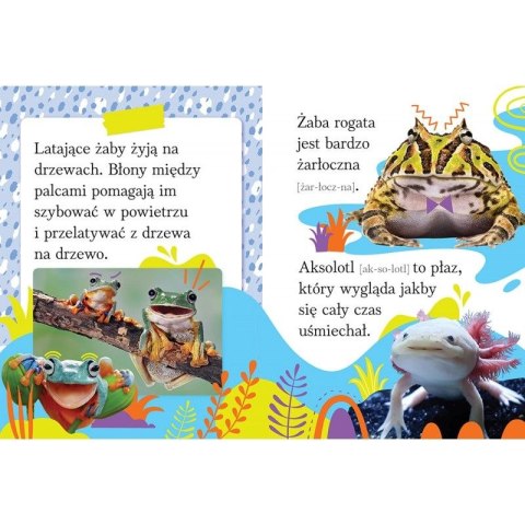Aksjomat Książeczka edukacyjna Wyrazy i zdania do nauki czytania. Duże litery. Zwierzęta egzotyczne Aksjomat