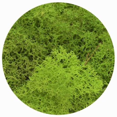Titanum Dekoracja dekoracja florystyczna mech chrobotek reniferowy Titanum (100 gram)