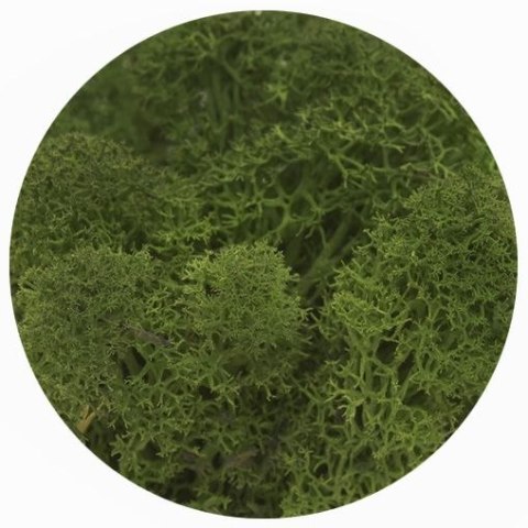 Titanum Dekoracja dekoracja florystyczna mech chrobotek reniferowy Titanum (100 gram)