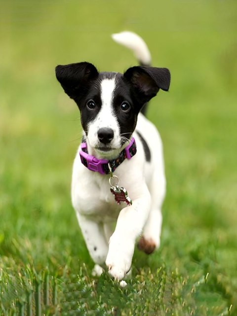 Flamingo Line Zestaw kreatywny Diamentowa mozaika 30x40cm Jack Russell Flamingo Line (1(7))